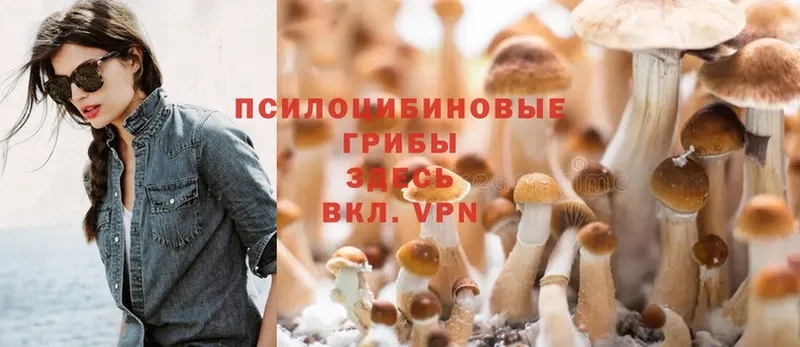 Галлюциногенные грибы Psilocybe  закладки  Никольск 